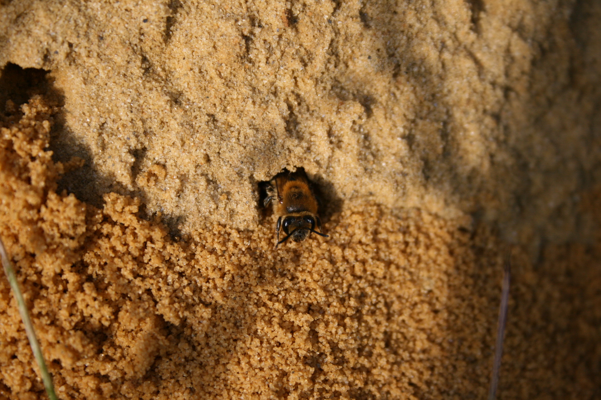 Abeilles solitaires Apis Bruoc Sella
